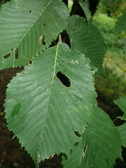 Stigmella ulmivora