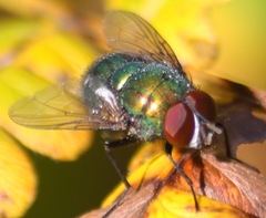 Lucilia coeruleiviridis