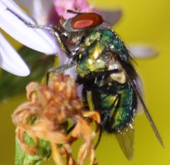 Lucilia coeruleiviridis