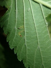 Stigmella ulmivora