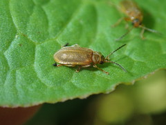 Galerucella calmariensis