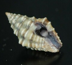 Engina pulchra