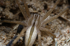 Micrommata ligurina