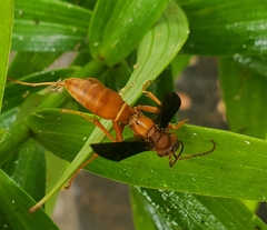 Fuscopolistes