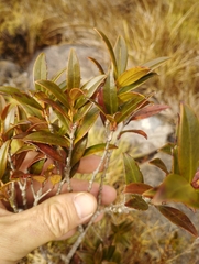 Metrosideros umbellata