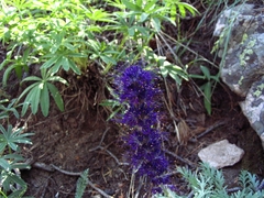 Phacelia sericea