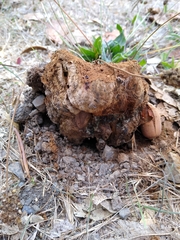 Pisolithus