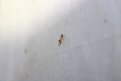 Epicallima argenticinctella