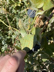Smilax lasioneura