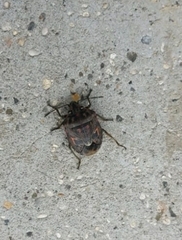 Holcogaster fibulata