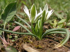 Ornithogalum sigmoideum
