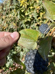 Smilax lasioneura
