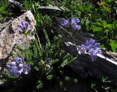 Polemonium viscosum