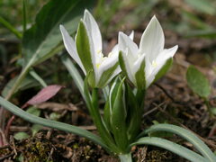 Ornithogalum sigmoideum
