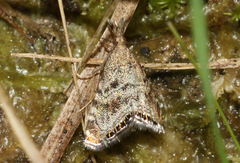 Glaucocharis dilatella