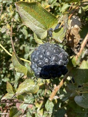 Smilax lasioneura