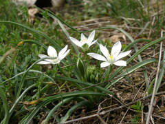 Ornithogalum sigmoideum