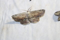 Lytrosis unitaria