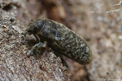 Rhinocyllus