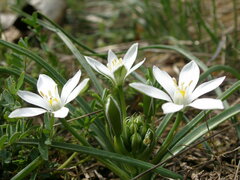 Ornithogalum sigmoideum