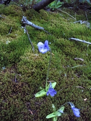 Pinguicula macroceras