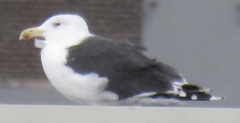 Larus marinus
