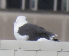 Larus marinus