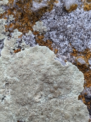 Protoparmeliopsis pinguis