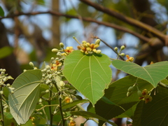 Grewia tiliifolia
