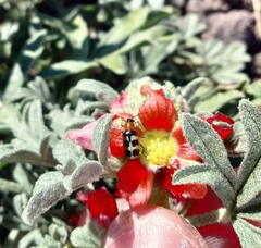 Paranapiacaba tricincta