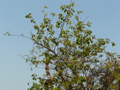 Grewia tiliifolia
