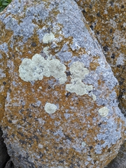 Protoparmeliopsis pinguis