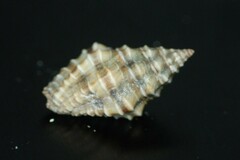 Engina pulchra