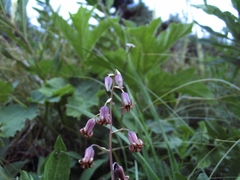 Anticlea occidentalis