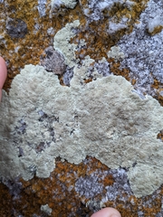 Protoparmeliopsis pinguis