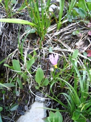 Dodecatheon