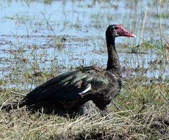 Plectropterus gambensis