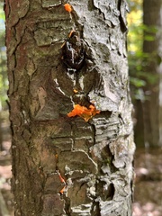 Dacrymyces chrysospermus