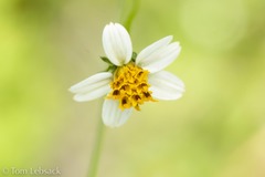 Bidens bigelovii
