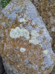 Protoparmeliopsis pinguis