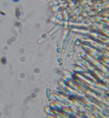 Calycellina alniella