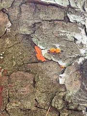 Dacrymyces chrysospermus