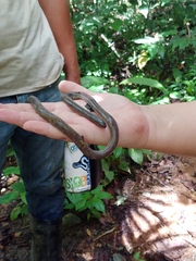 Gymnophiona
