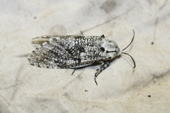 Prionoxystus robiniae