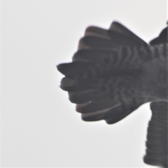 Stercorarius pomarinus