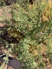 Vachellia constricta