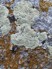 Protoparmeliopsis pinguis