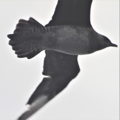 Stercorarius pomarinus