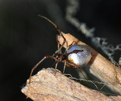 Argyrodes argyrodes