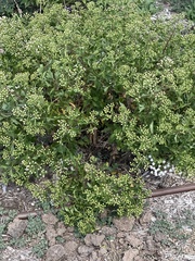 Ageratina havanensis